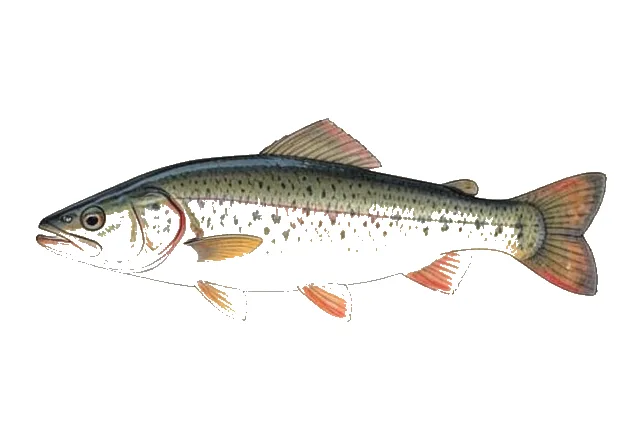 Largescale Sucker field guide illustration