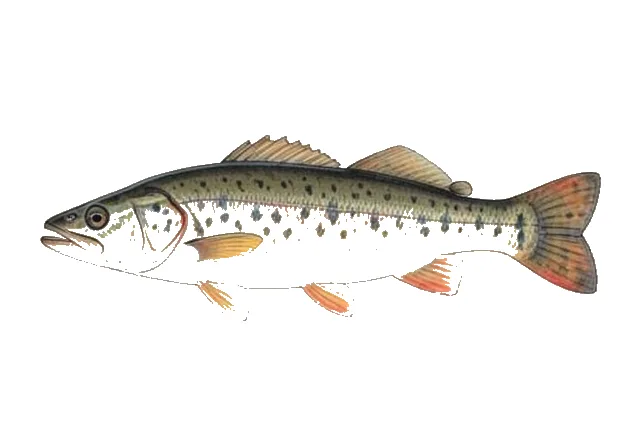 Least Chub field guide illustration
