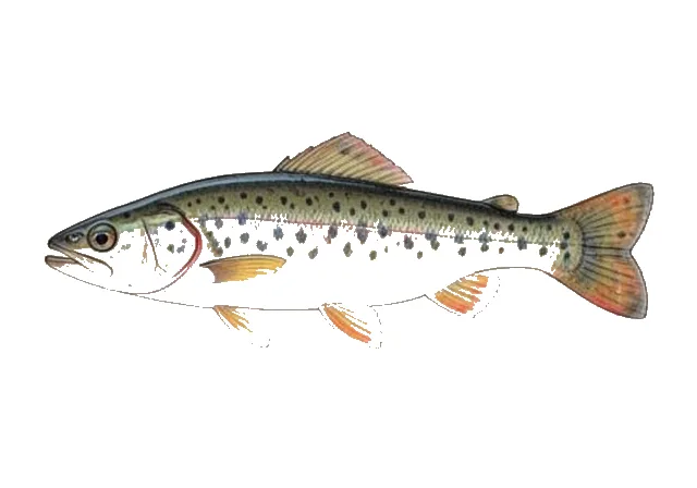 Least Darter field guide illustration