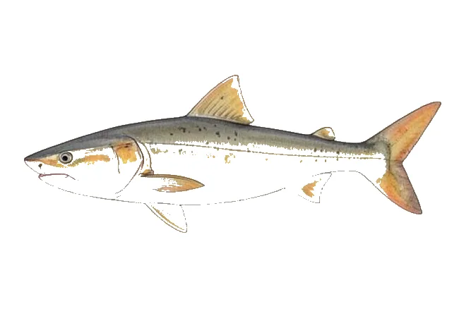 Lemon Shark field guide illustration