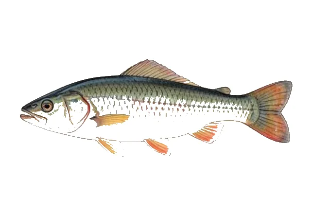 Lepomis solis field guide illustration