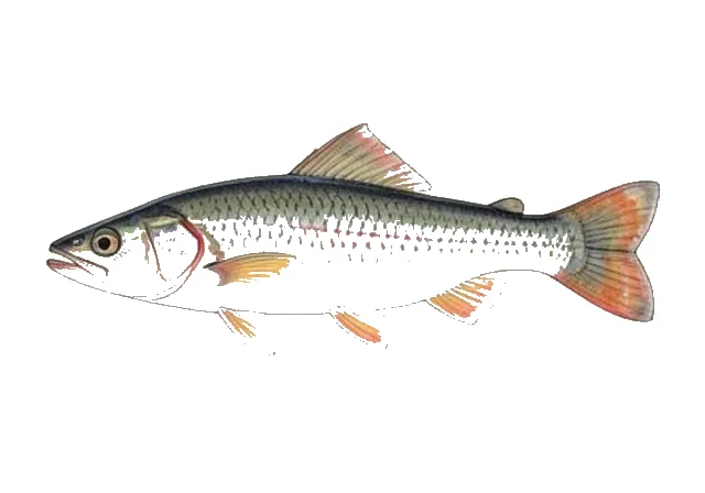 Lipstick Darter field guide illustration