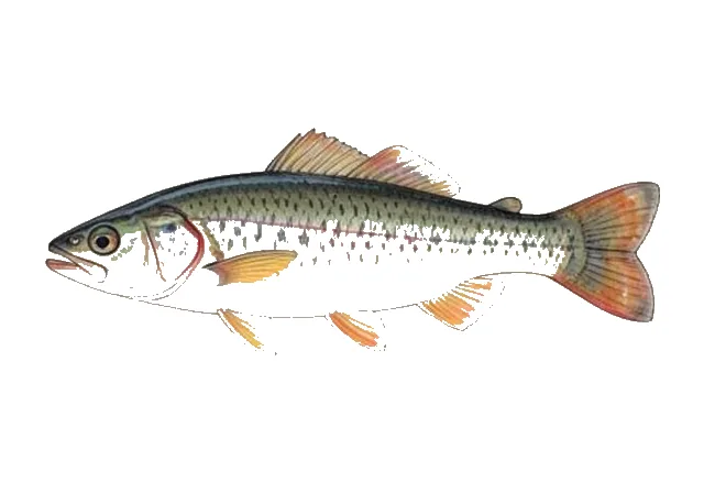Lollipop Darter field guide illustration