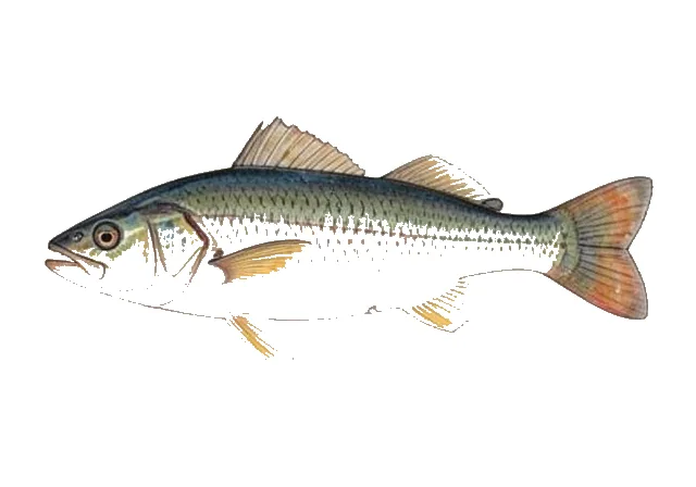 Longear Sunfish field guide illustration