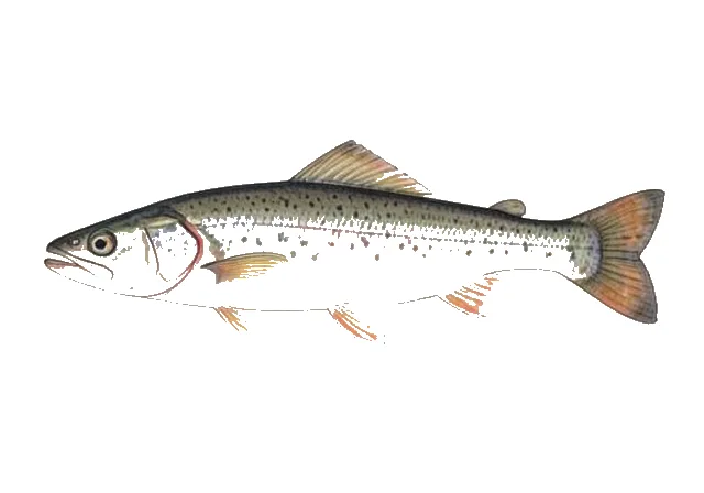 Longfin Smelt field guide illustration