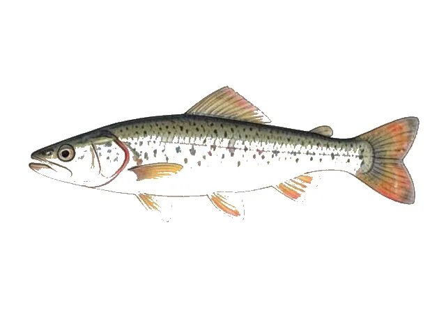 Longjaw Minnow field guide illustration