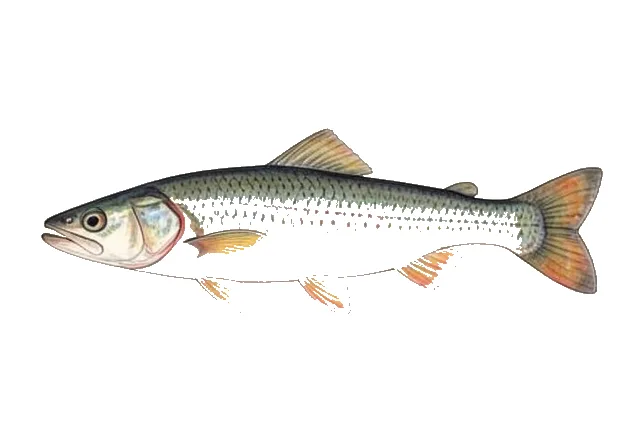 Longjaw field guide illustration