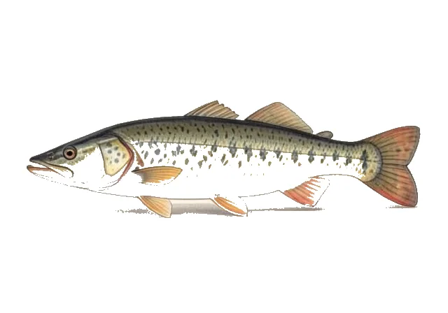 Longnose Gar field guide illustration
