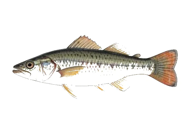 Longnose Killifish field guide illustration