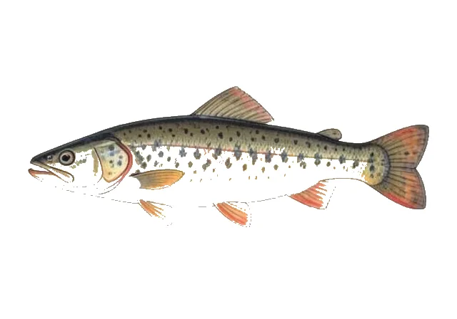 Lost River Sucker field guide illustration