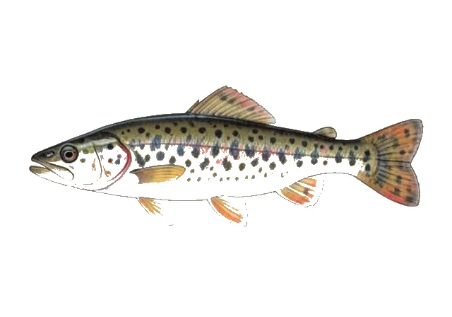 Marbled Darter field guide illustration