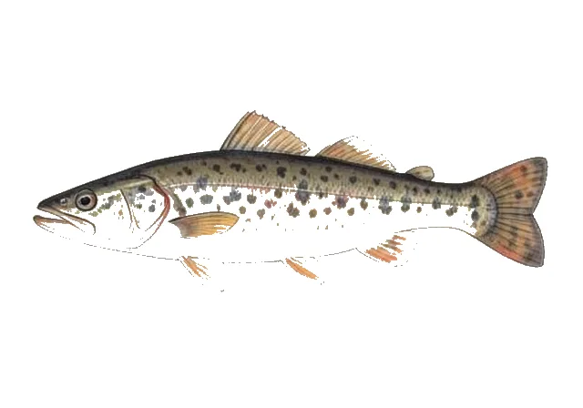 Marbled Sculpin field guide illustration