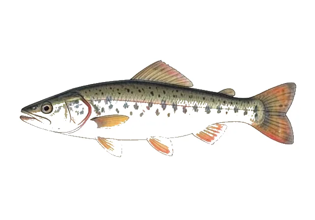 Illustration of Margined Madtom