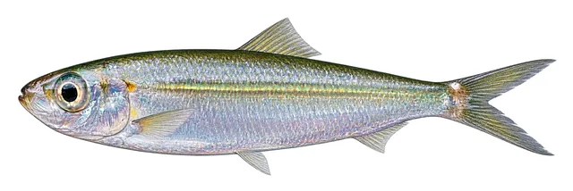 Marquesan Sardinella field guide illustration