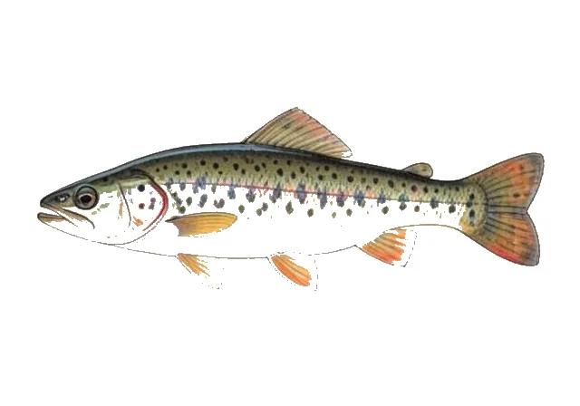 Maryland Darter field guide illustration
