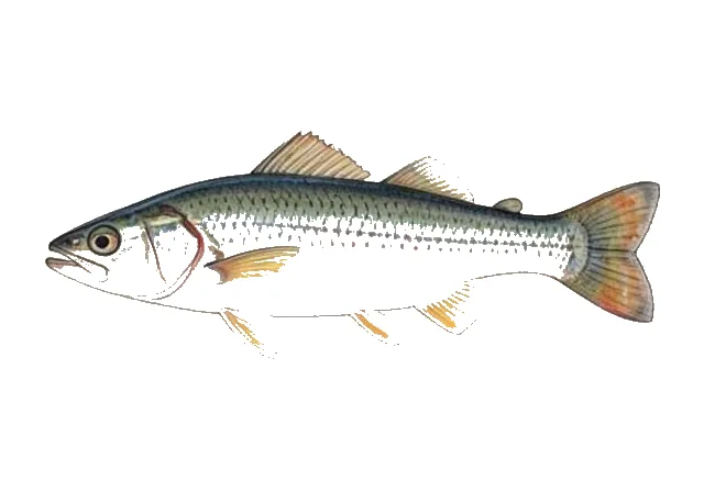 Metallic Shiner field guide illustration