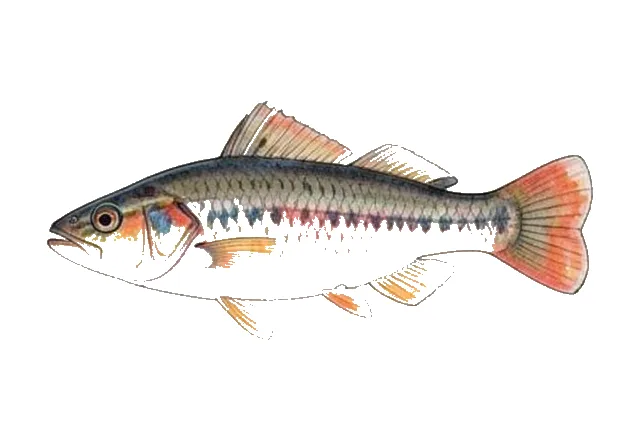 Mexican Molly field guide illustration