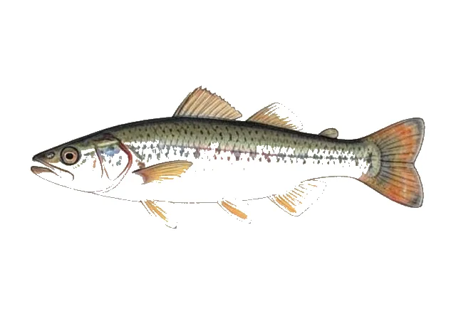 Mexican Tetra field guide illustration