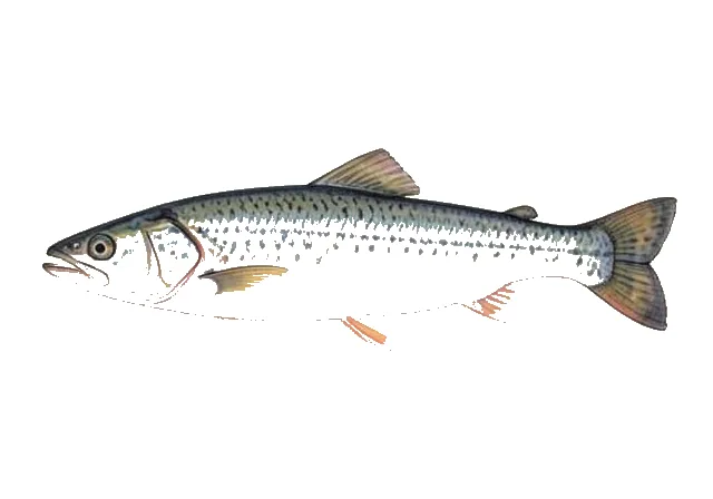 Middling Thread Herring field guide illustration