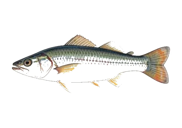 Mimic Shiner field guide illustration