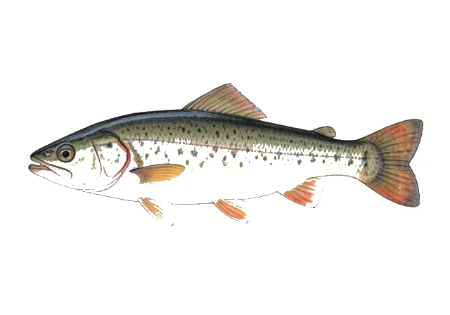 Modoc Sucker field guide illustration