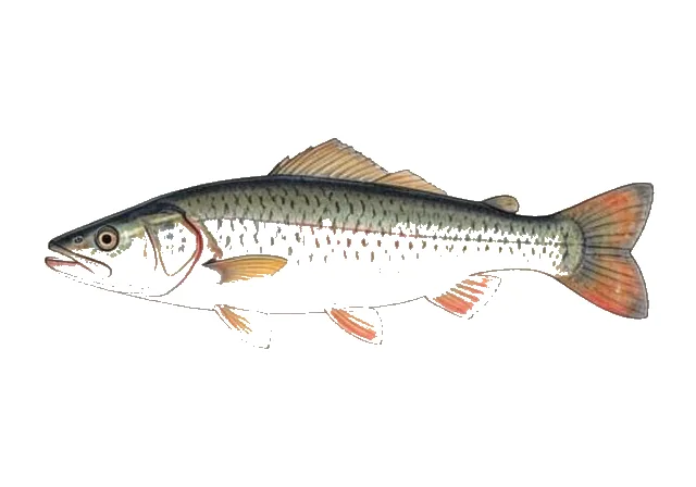 Monopterus javanensis field guide illustration