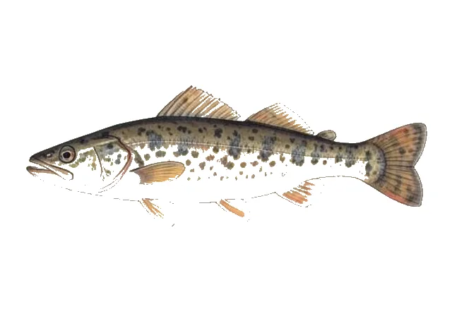 Illustration of Mottled Sculpin