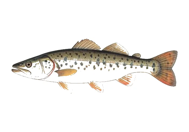 Mountain Madtom field guide illustration