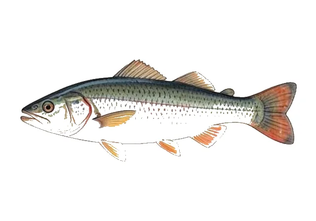 Mountain Mullet field guide illustration