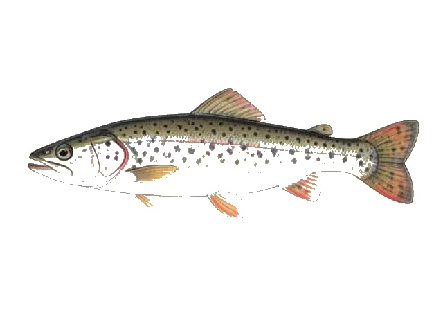 Mountain Redbelly Dace field guide illustration