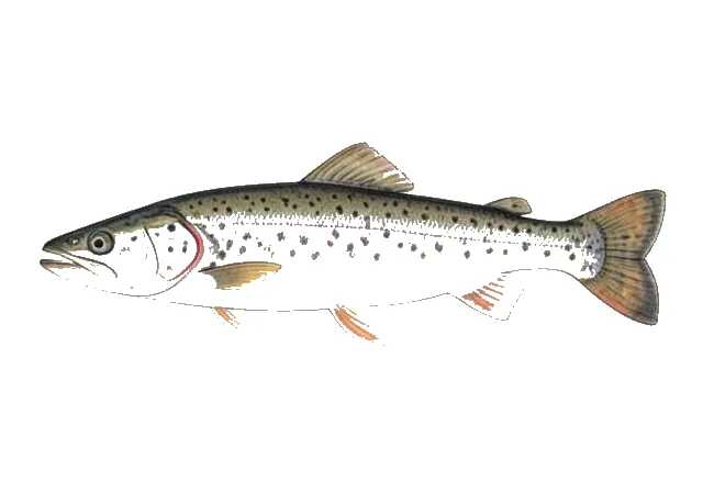 Mountain Whitefish field guide illustration
