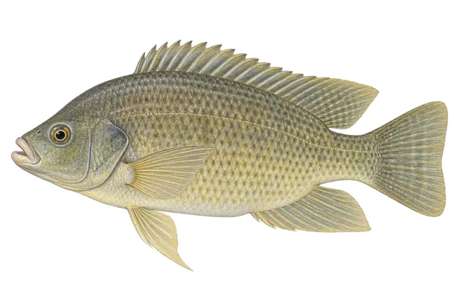 Mozambique Tilapia field guide illustration