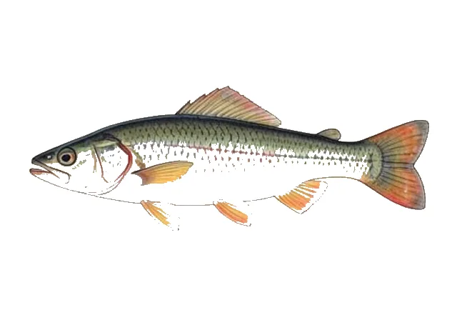 Muscadine Darter field guide illustration