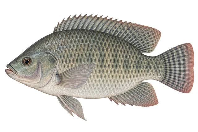 Nile Tilapia field guide illustration