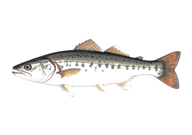North Pacific Daggertooth field guide illustration