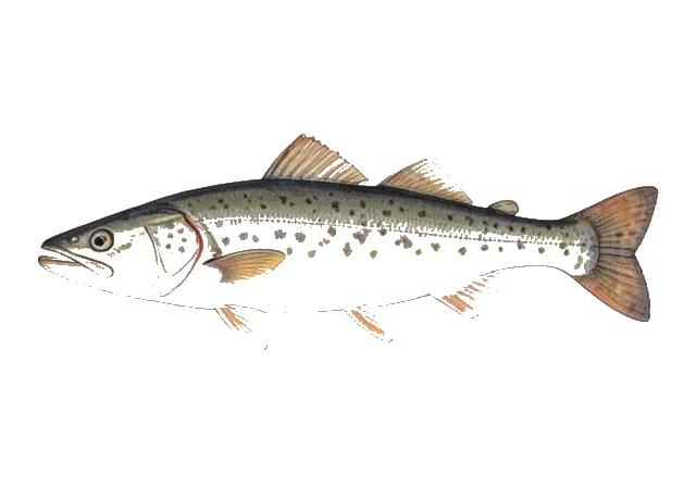 North Pacific Hake field guide illustration