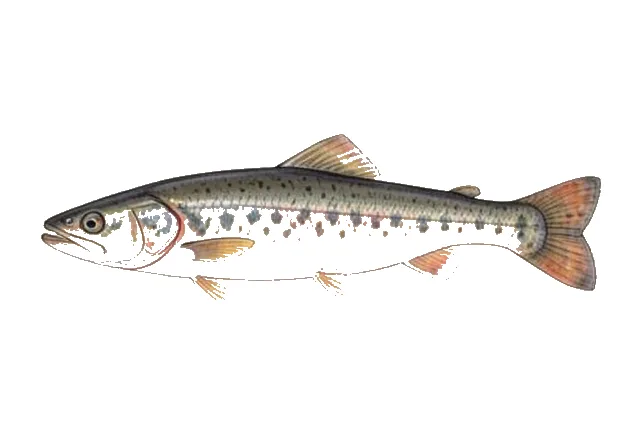 Northern California Brook Lamprey field guide illustration