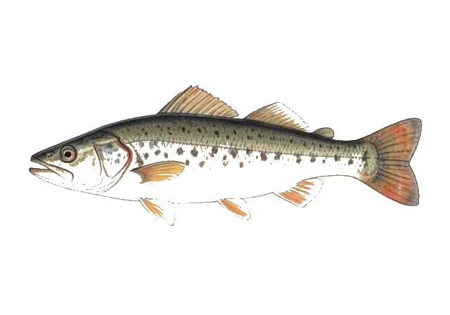 Illustration of Northern Cavefish