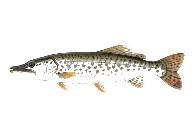 Northern Pike field guide illustration