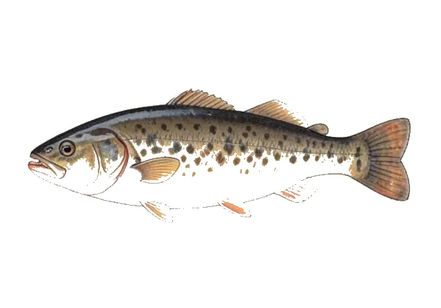 Northern Puffer field guide illustration