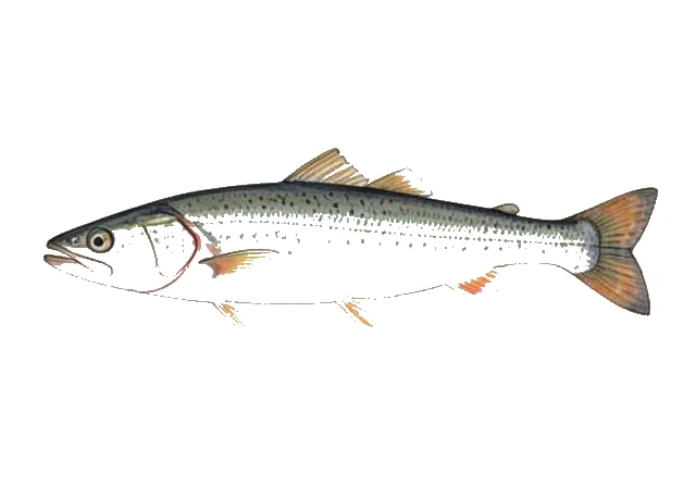 Northern Sand Lance field guide illustration