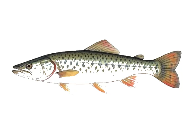 Northern Snakehead field guide illustration