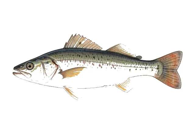 Northern Studfish field guide illustration