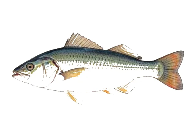 Northern Sunfish field guide illustration
