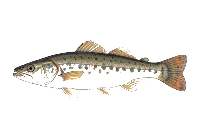 Northern Tidewater Goby field guide illustration