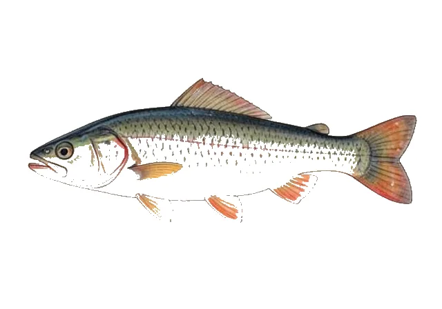 Notchlip Redhorse field guide illustration