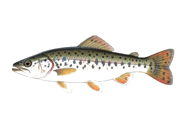 Okaloosa Darter field guide illustration