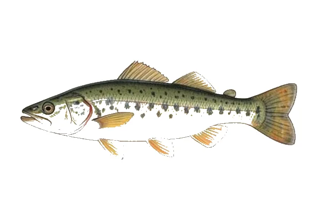 Olive Darter field guide illustration