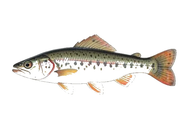 Orangebelly Darter field guide illustration