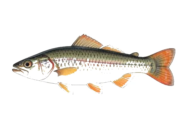 Orangefin Shiner field guide illustration